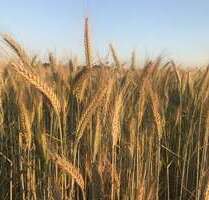 Grundstück in Großenkneten Ahlhorn 293.553,00 € 54875 m² - Großenkneten / Ahlhorn