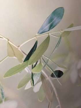 Foto - Wohnung zum Mieten in Dieburg 495,00 € 24 m²