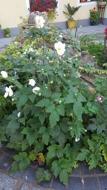 Foto - Grundstück zu verkaufen in Bruchsal 218.000,00 € 536 m²