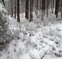 Haus zum Kaufen in Steina 453.559,00 € 165 m²