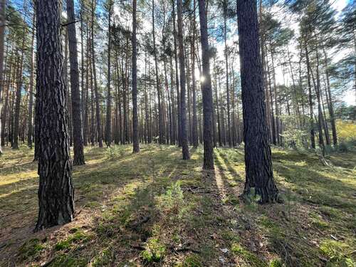 Foto - Grundstück in Calau 23.000,00 € 26042 m²