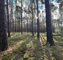 Grundstück in Calau 23.000,00 € 26042 m²