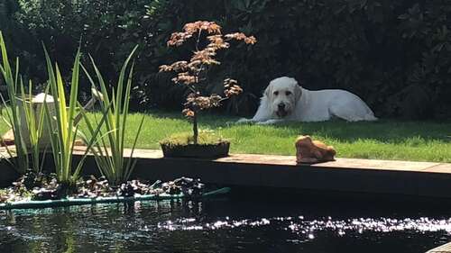 Foto - Haus zum Kaufen in Hamminkeln 579.000,00 € 165 m²