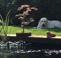 Haus zum Kaufen in Hamminkeln 599.000,00 € 170 m²