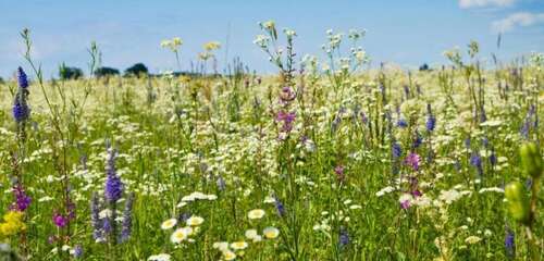 Foto - Grundstück zu verkaufen in westheim 700.000,00 € 560 m²