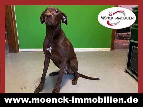 Foto - Haus zum Kaufen in Weener 360.000,00 € 130 m²