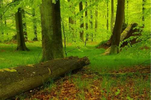 Foto - Grundstück in Hilgertshausen-Tandern 37.500,00 € 5295 m²