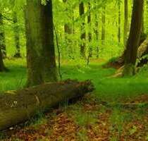 Grundstück in Hilgertshausen-Tandern 37.500,00 € 5295 m²