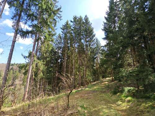 Foto - Grundstück in Helmbrechts 16.000,00 € 11476 m²