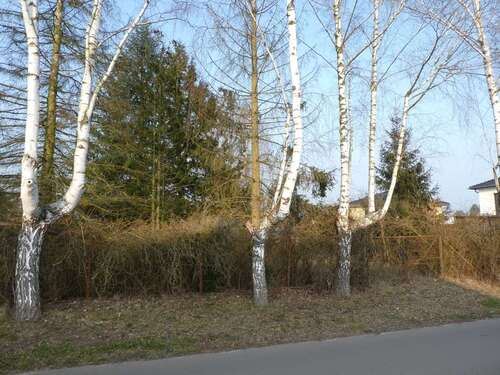 Foto - Grundstück zu verkaufen in Fredersdorf-Vogelsdorf 225.000,00 € 719 m²