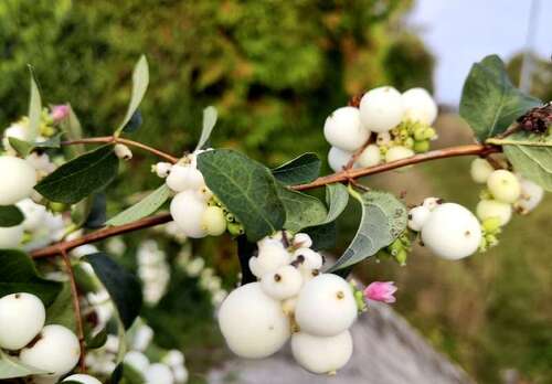 Foto - Grundstück zu verkaufen in Sülzetal 175.700,00 € 1004 m²