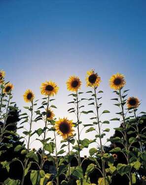 Foto - Grundstück zu verkaufen in Sülzetal 150.000,00 € 819 m²