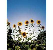 Grundstück zu verkaufen in Sülzetal 150.000,00 € 819 m²