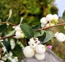 Grundstück zu verkaufen in Sülzetal 105.700,00 € 604 m²