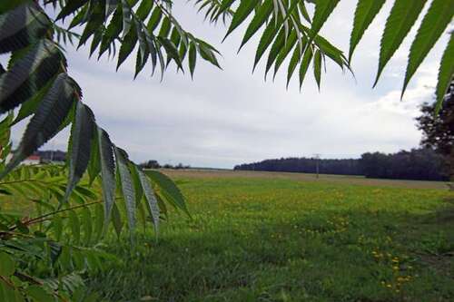 Foto - Haus zum Kaufen in Roßtal Raitersaich 529.000,00 € 253 m²