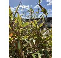 Wohnung zum Kaufen in Kulmbach 158.000,00 € 70 m²