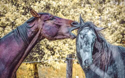 Foto - Haus zum Kaufen in Groß-Umstadt 538.471,00 € 145 m²