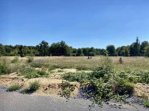 Foto - Grundstück zu verkaufen in Bitterfeld-Wolfen 78.000,00 € 805 m²