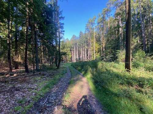 Foto - Grundstück in Pentling Matting 132.000,00 € 15433 m²