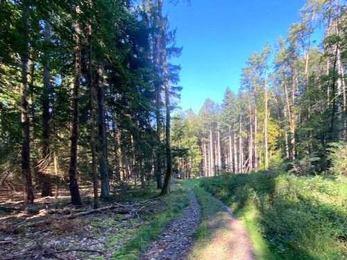 Foto - Grundstück in Pentling Matting 92.000,00 € 15433 m²