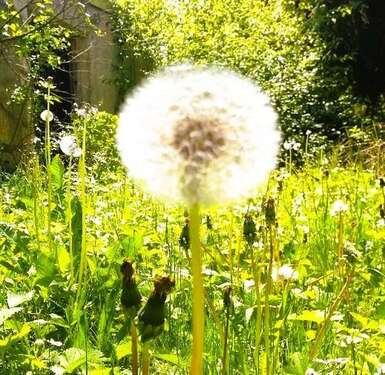 Foto - Haus zum Mieten in Wangen im Allgäu 2.500,00 € 250 m²