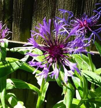 Foto - Haus zum Mieten in Wangen im Allgäu 2.500,00 € 250 m²