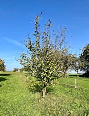 Foto - Grundstück zu verkaufen in Frankfurt am Main 29.500,00 € 1227 m²