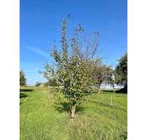 Grundstück zu verkaufen in Frankfurt am Main 29.500,00 € 1227 m²