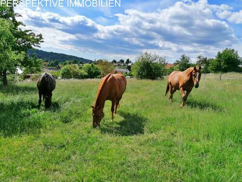 Foto - Haus zum Kaufen in Michelstadt 750.000,00 € 230 m²