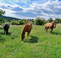 Haus zum Kaufen in Michelstadt 750.000,00 € 230 m²