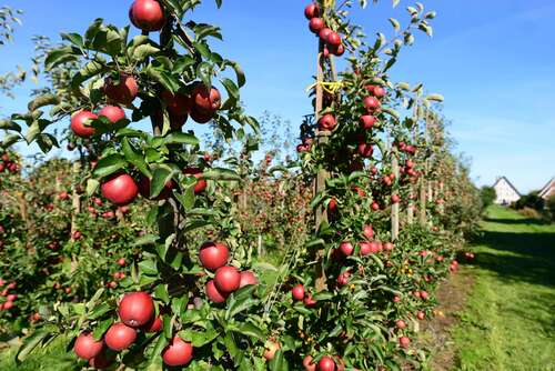 Foto - Grundstück zu verkaufen in Jork 195.000,00 € 521 m²