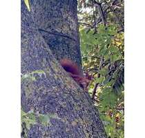 Wohnung zum Mieten in Düsseldorf-Oberkassel 2.146,00 € 116 m²