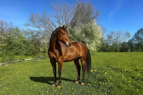 Foto - Grundstück zu verkaufen in Berg 210.000,00 € 2000 m²