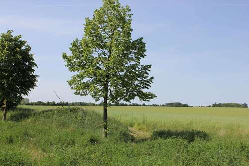 Foto - Grundstück zu verkaufen in Zinnowitz 149.000,00 € 351 m²