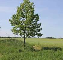 Grundstück zu verkaufen in Zinnowitz 149.000,00 € 351 m²