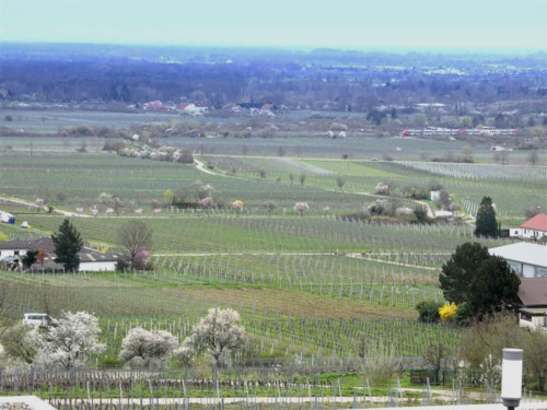 Foto - Wohnung zum Kaufen in Neustadt 348.000,00 € 106.06 m²