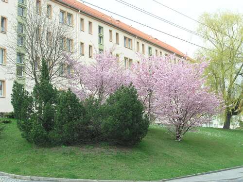 Foto - Wohnung zum Mieten in Stollberg 270,00 € 57.3 m²