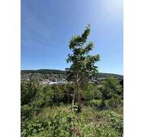 Grundstück zu verkaufen in Mosbach 300.000,00 € 756 m²