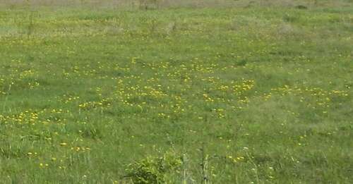 Foto - Grundstück zu verkaufen in Büdingen 390.000,00 € 1425 m²