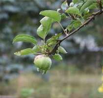 Grundstück zu verkaufen in Altlandsberg 250.000,00 € 825 m²