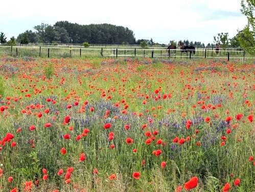 Foto - Grundstück zu verkaufen in Schwante Oberkrämer 299.000,00 € 886 m²