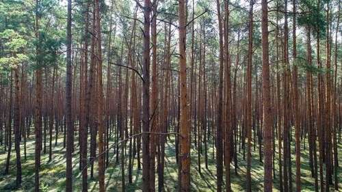 Foto - Grundstück in Gardelegen 52.000,00 € 34339 m²