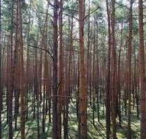 Grundstück in Gardelegen 52.000,00 € 34339 m²