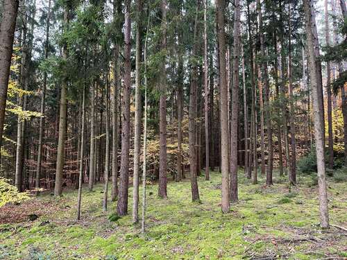 Foto - Grundstück in Brunnen 50.000,00 € 10279 m²