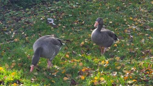 Foto - Haus zum Kaufen in Stuttgart 321.000,00 € 93 m²