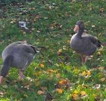 Haus zum Kaufen in Stuttgart 321.000,00 € 93 m²