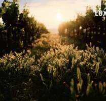 Grundstück zu verkaufen in Bad Dürkheim 256.000,00 € 624 m²