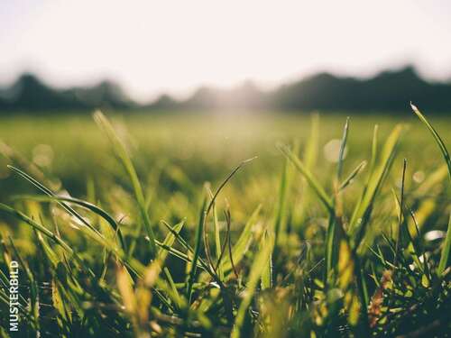 Foto - Grundstück in Laubach 6.900,00 € 6750 m²