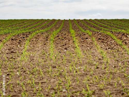 Foto - Grundstück in Laubach 6.900,00 € 4500 m²