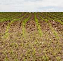 Grundstück in Laubach 6.900,00 € 4500 m²